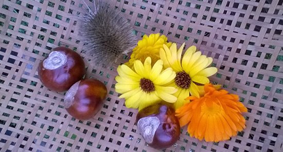 Phytotherapie