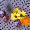 Phytotherapie_kl